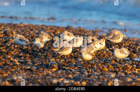 Sanderling Vögel (Calidris alba) an einem Kiesstrand im Herbst in West Sussex, England, Großbritannien. Stockfoto