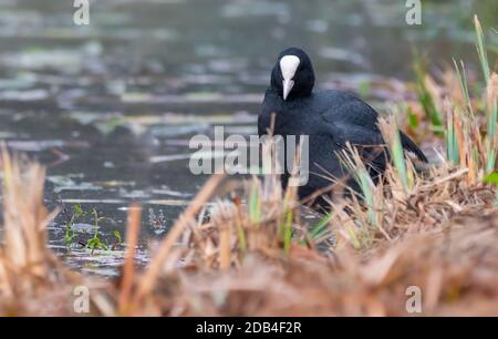Eurasischer Coot (Fulica atra) an Land an einem See im Herbst in West Sussex, England, Großbritannien. Stockfoto