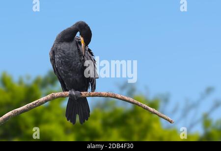Kormoran Vogel (Phalacrocorax carbo) auf einem Zweig Kratzen oder Reinigung im Herbst in West Sussex, England, Großbritannien. Mit Kopierbereich. Stockfoto