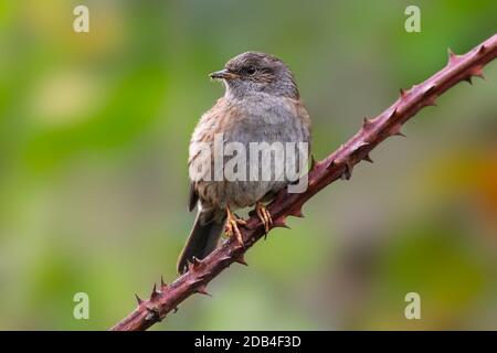 Ausgewachsener Dunnock-Vogel (Prunella modularis), ein kleiner Singvogel oder Sitzvogel, der im Herbst auf einem Baumzweig in West Sussex, England, Großbritannien, steht. Stockfoto