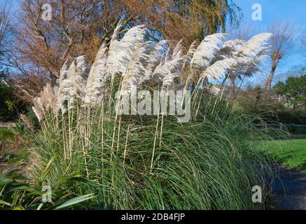 Pampas Gras (Cortaderia selloana) wächst in einem Park im Herbst in Mewsbrook Park, Littlehampton, West Sussex, England, Großbritannien. Stockfoto