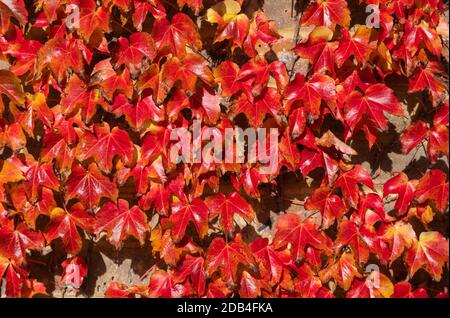 Herbstblätter von Japanese Creeper (Parthenocissus tricuspidata), AKA Boston Ivy, Grape Ivy & Japanese Ivy, die im Herbst in Großbritannien an einer Wand wachsen. Stockfoto