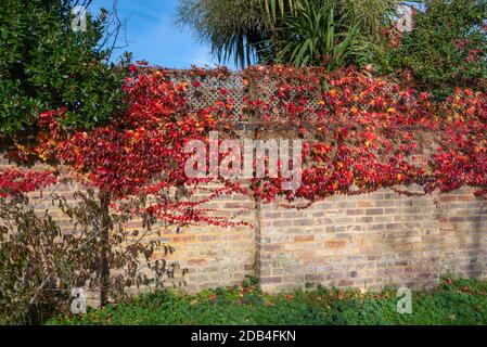 Herbstblätter von Japanese Creeper (Parthenocissus tricuspidata), AKA Boston Ivy, Grape Ivy & Japanese Ivy, die im Herbst in Großbritannien an einer Wand wachsen. Stockfoto