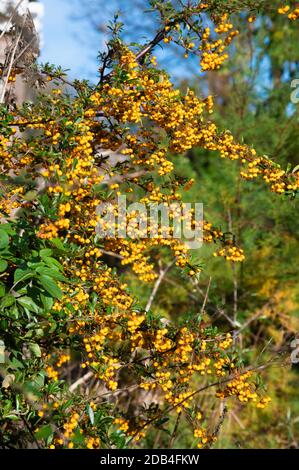 Orange Beeren wachsen auf einem Firethorn (Pyracantha) Strauch im Herbst in England, Großbritannien. Stockfoto