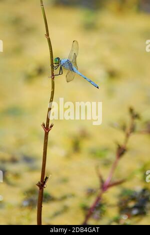 Eastern Pondhawk männliche Libelle auf Stamm Stockfoto