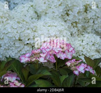 Nahaufnahme von rosa Hortensien Blüten vor einem Schneeballhortensie Stockfoto