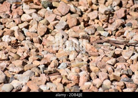 Kleine Eidechse, die sich in die Steindecke einfügt Stockfoto