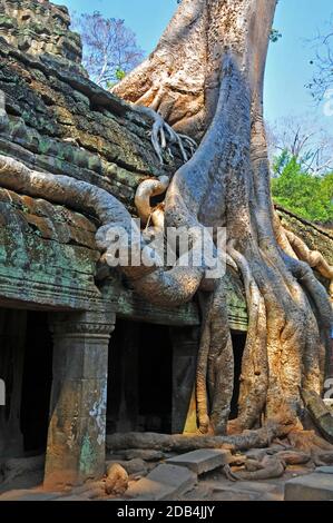 Baumroten überwuchert der Tempelanlage von Ta Prohm, Angkor, Cambogia Stockfoto