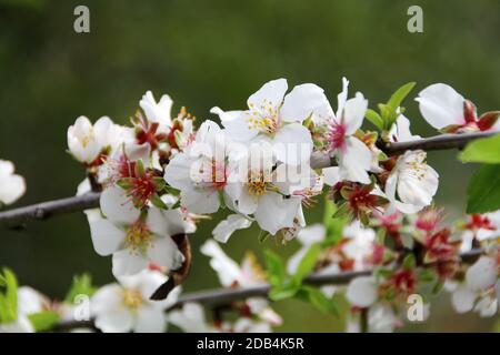 Nahaufnahme eines Zweiges der Mandelbaum Blüte Blumen in der Natur. Stockfoto