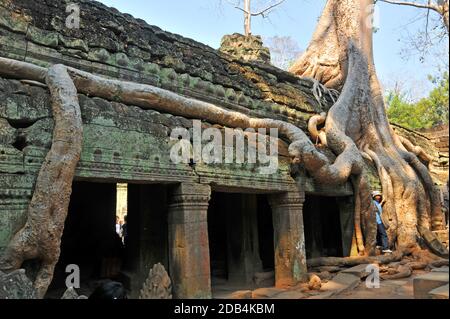 Baumroten überwuchert der Tempelanlage von Ta Prohm, Angkor, Cambogia Stockfoto