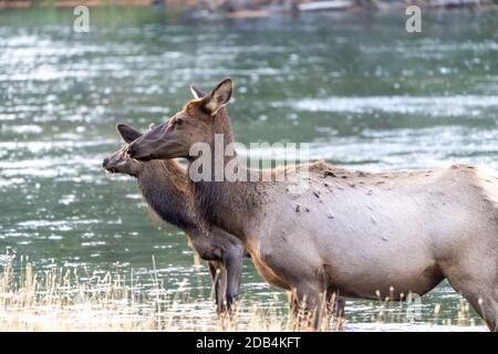 Elchkühe überqueren den Madison River im Yellowstone National Parken Stockfoto