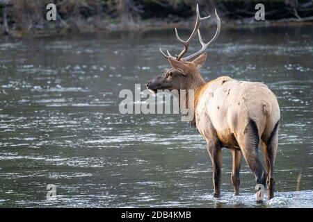 Bullenelch überquert den Madison River im Yellowstone National Park Stockfoto