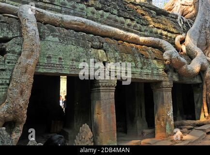 Baumroten überwuchert der Tempelanlage von Ta Prohm, Angkor, Cambogia Stockfoto