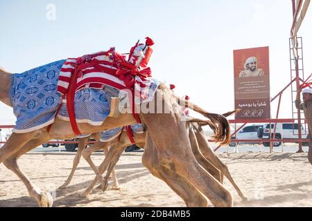 Vereinigte Arabische Emirate / Al Dhaid / Rennkamele treten an. Auf der Al Dhaid Camel Race Track in der Zentralregion des Emirats Sharjah. In einem modernen ta Stockfoto