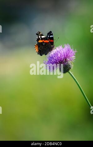 Schöner, friedlicher Schmetterling auf Blume. Stockfoto