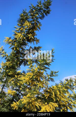 Akazie Dealbata ( Mimosa ) Baum mit leuchtend gelben Blumen gegen den blauen Himmel am sonnigen Frühlingstag Stockfoto