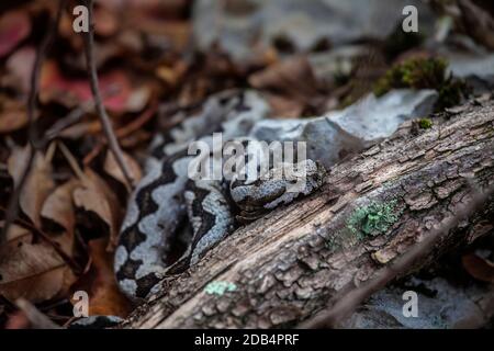 Aktuelles Foto von Horned Viper wahrscheinlich die gefährlichste Europäische Viper nahmen auf dem Sabotin-Hügel in Slowenien oberhalb von Soca River Mitte November 2020 bei Stockfoto