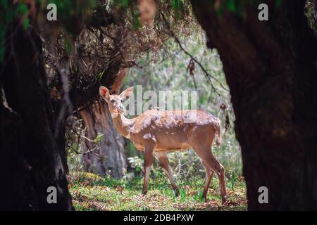 Wunderschönes Tier, Weibchen des Berges Nyala in natürlichem Lebensraum. Endemische Antilope, Bale-Berge Äthiopien, Safari-Tierwelt Stockfoto