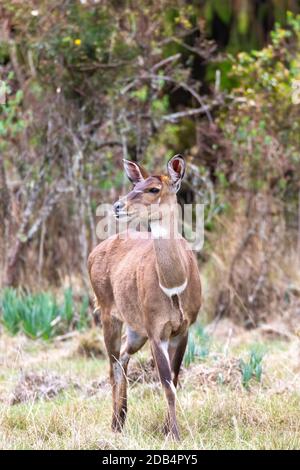 Wunderschönes Tier, Weibchen des Berges Nyala in natürlichem Lebensraum. Endemische Antilope, Bale-Berge Äthiopien, Safari-Tierwelt Stockfoto