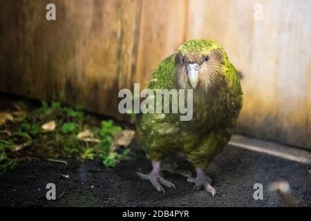 Dunedin. September 2018. Das am 13. September 2018 aufgenommene Foto zeigt einen Kakapo namens Sirocco, der im Orokonui Ecosanctuary in Dunedin, Neuseeland, ausgestellt wurde. Der vom Aussterben bedrohte einheimische Vogel Kakapo hat den neuseeländischen Vogel des Jahres 2020 zum zweiten Mal gewonnen, teilte Veranstalter Forest and Bird am Montag hier mit. Dieser jährliche Wettbewerb wird von Forest and Bird, einer unabhängigen Naturschutzorganisation, veranstaltet, um das Bewusstsein der Menschen für natürliche Vögel zu schärfen. Quelle: Yang Liu/Xinhua/Alamy Live News Stockfoto