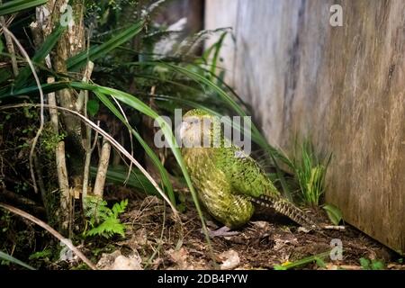 Dunedin. September 2018. Das am 13. September 2018 aufgenommene Foto zeigt einen Kakapo namens Sirocco, der im Orokonui Ecosanctuary in Dunedin, Neuseeland, ausgestellt wurde. Der vom Aussterben bedrohte einheimische Vogel Kakapo hat den neuseeländischen Vogel des Jahres 2020 zum zweiten Mal gewonnen, teilte Veranstalter Forest and Bird am Montag hier mit. Dieser jährliche Wettbewerb wird von Forest and Bird, einer unabhängigen Naturschutzorganisation, veranstaltet, um das Bewusstsein der Menschen für natürliche Vögel zu schärfen. Quelle: Yang Liu/Xinhua/Alamy Live News Stockfoto