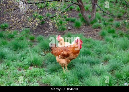 Hahn der roten Rasse und leichter Henne grasen auf hellgrünem Gras in der Nähe von Frühlingsbaum. Stockfoto