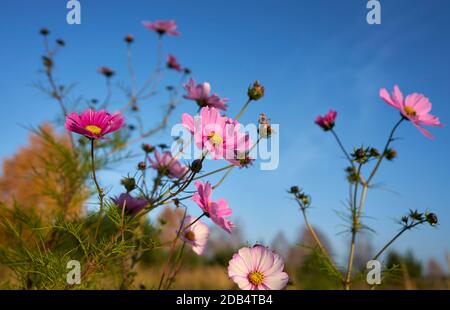 Rosa-weiße Blüten des Kosmos bipinnatus gegen einen blauen Himmel Stockfoto