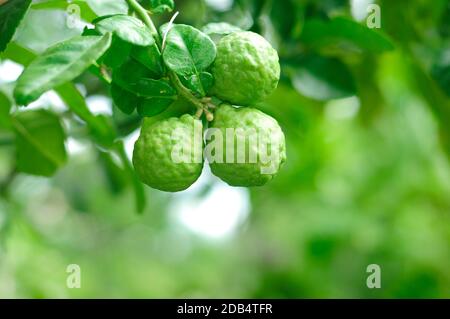 Bergamotte auf Baum in Gaden, Bergamotte (Kaffernlimette) Früchte Stockfoto
