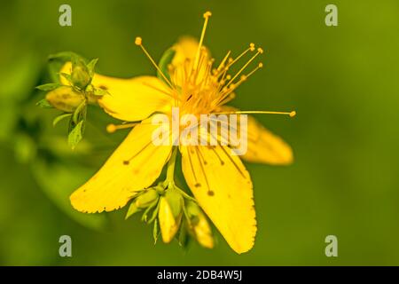 St. John Würze, Heilpflanze mit Blume Stockfoto