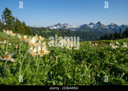 Westliche Passqueblumen Wildblumen im Mount Rainier National Park Stockfoto