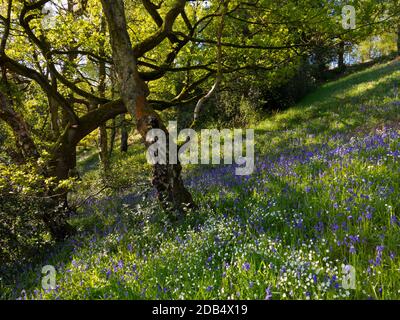 Bluebells wächst im Frühlingswald bei Bow Wood bei Lea Im Derbyshire Peak District England Stockfoto