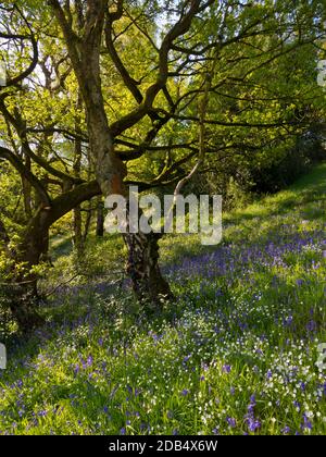 Bluebells wächst im Frühlingswald bei Bow Wood bei Lea Im Derbyshire Peak District England Stockfoto