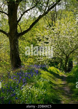 Bluebells wächst im Frühlingswald bei Bow Wood bei Lea Im Derbyshire Peak District England Stockfoto