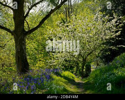 Bluebells wächst im Frühlingswald bei Bow Wood bei Lea Im Derbyshire Peak District England Stockfoto