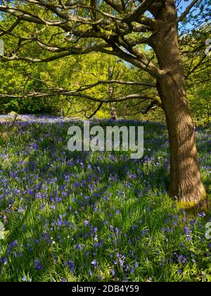 Bluebells wächst im Frühlingswald bei Bow Wood bei Lea Im Derbyshire Peak District England Stockfoto