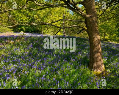 Bluebells wächst im Frühlingswald bei Bow Wood bei Lea Im Derbyshire Peak District England Stockfoto