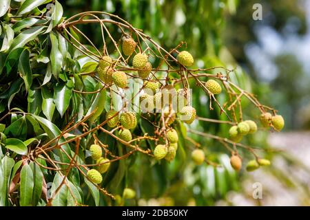 Unreife exotische Früchte Lychee am Baum, Masoala-Nationalpark. Madagaskar. Stockfoto