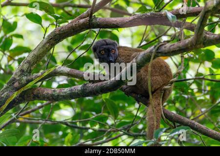 Weisskopflemurin, Eulenmur Albifrons, auf Ast im Regenwald von Madagaskar. Nosy Mangabe Waldreservat. Wildnis und Wildnis in Madagaskar Stockfoto