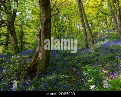 Bluebells wächst im Frühlingswald bei Bow Wood bei Lea Im Derbyshire Peak District England Stockfoto