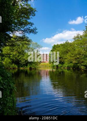 Der Fluss Derwent und Wildschweine Head Mills in Darley Abbey Ein Dorf in der Nähe von Derby in den East Midlands England Stockfoto