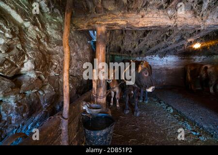 VACA - KUH, Bejes Dorf, Cillórigo de Liébana, Liébana Tal, Kantabrien, Spanien, Europa Stockfoto