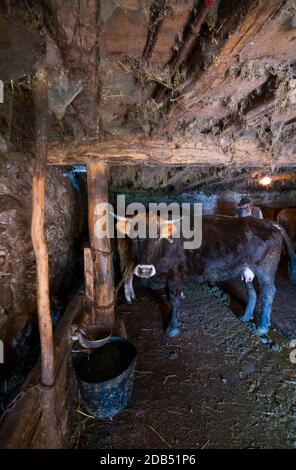 VACA - KUH, Bejes Dorf, Cillórigo de Liébana, Liébana Tal, Kantabrien, Spanien, Europa Stockfoto