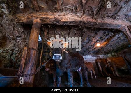 VACA - KUH, Bejes Dorf, Cillórigo de Liébana, Liébana Tal, Kantabrien, Spanien, Europa Stockfoto