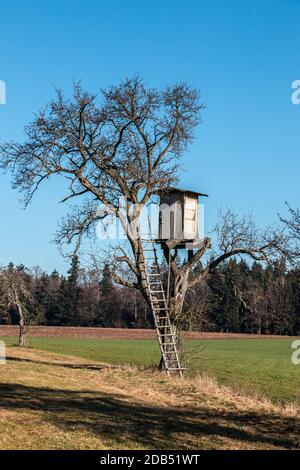 Wackelig erhabene verstecken sich oben auf einem hohen Baum Stockfoto