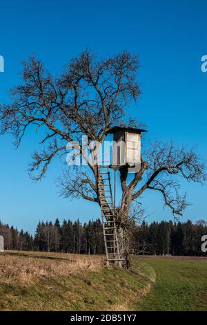 Wackelig erhabene verstecken sich oben auf einem hohen Baum Stockfoto