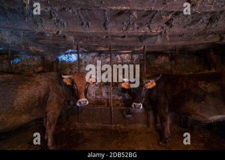 VACA - KUH, Bejes Dorf, Cillórigo de Liébana, Liébana Tal, Kantabrien, Spanien, Europa Stockfoto