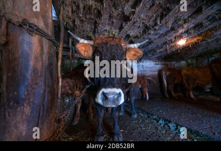 VACA - KUH, Bejes Dorf, Cillórigo de Liébana, Liébana Tal, Kantabrien, Spanien, Europa Stockfoto