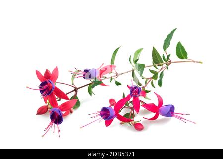 Fuchsia Blumen isoliert auf weißem Hintergrund Stockfoto