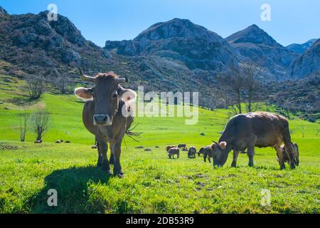 VACA - KUH, Bejes Dorf, Cillórigo de Liébana, Liébana Tal, Kantabrien, Spanien, Europa Stockfoto