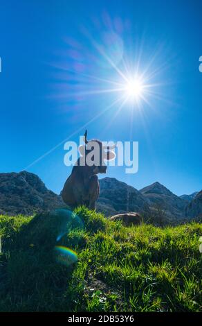 VACA - KUH, Bejes Dorf, Cillórigo de Liébana, Liébana Tal, Kantabrien, Spanien, Europa Stockfoto